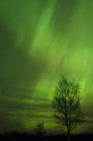 Aurora with tree